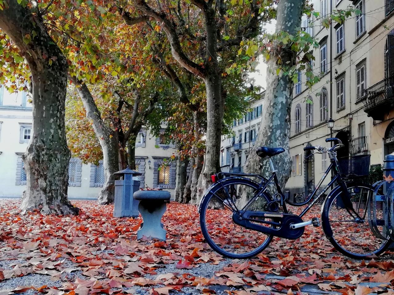 Affitto Esavani, Lucca foto