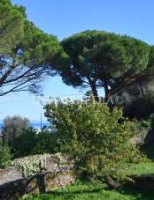 Vendita Trivani, Ameglia Vendita Trivani, Ameglia