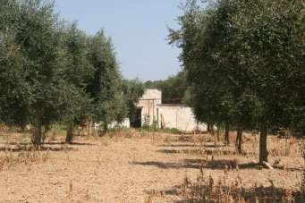 Vendita Trivani, Cutrofiano