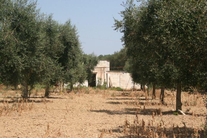 Vendita Trivani, Cutrofiano foto