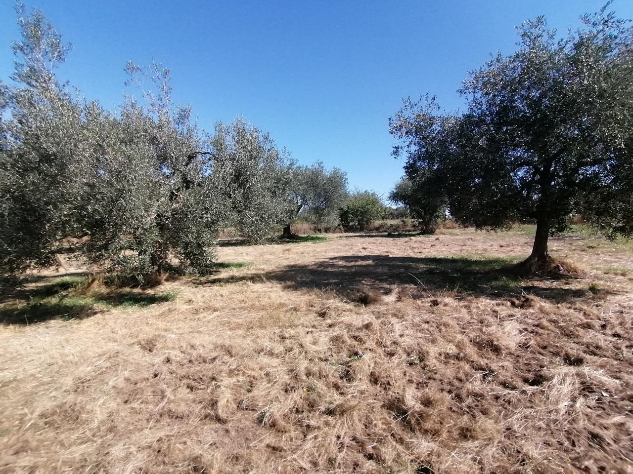 Vendita Trivani, Pitigliano foto