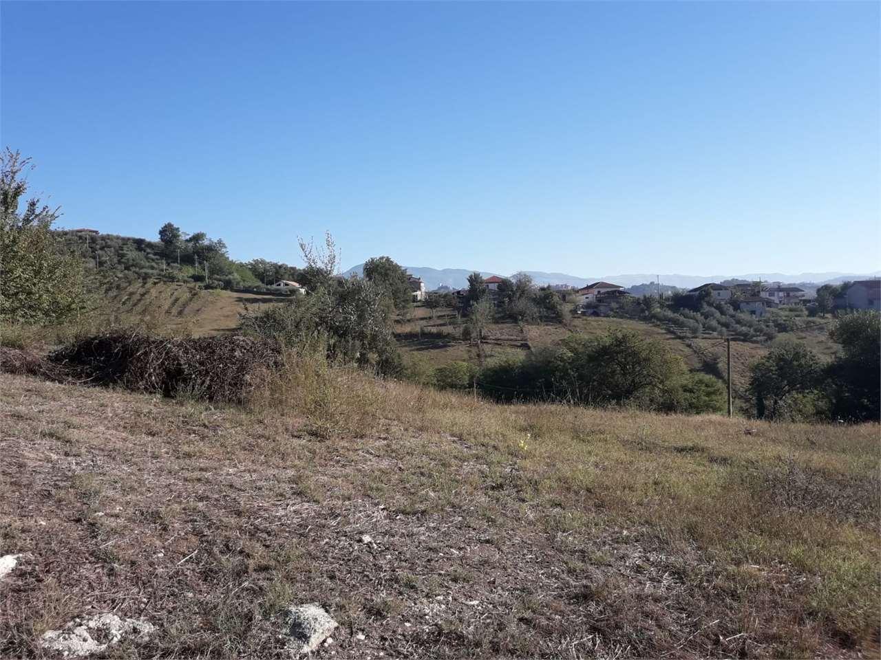 Vendita vendita, Torrice foto