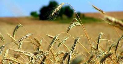 Vendita vendita, Pesaro Vendita vendita, Pesaro