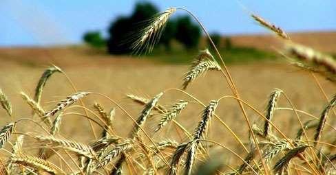 Vendita vendita, Pesaro foto