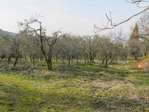 Vendita TERRENO AGRICOLO, Scandicci foto