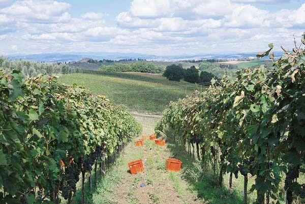 Vendita Quadrivani, Castelnuovo Berardenga foto