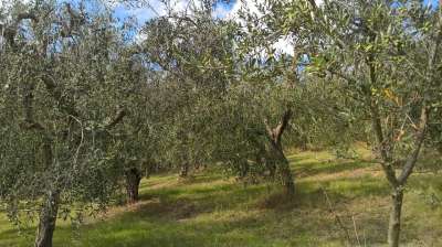 Vendita Terreni, Lugnano in Teverina Vendita Terreni, Lugnano in Teverina