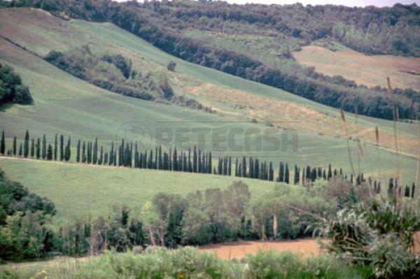 Vendita Quadrivani, Monteroni d'Arbia foto