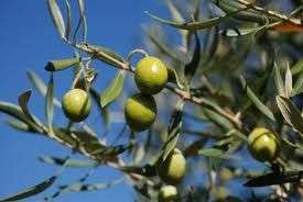 Vendita Monovano, Castelnuovo Magra Vendita Monovano, Castelnuovo Magra