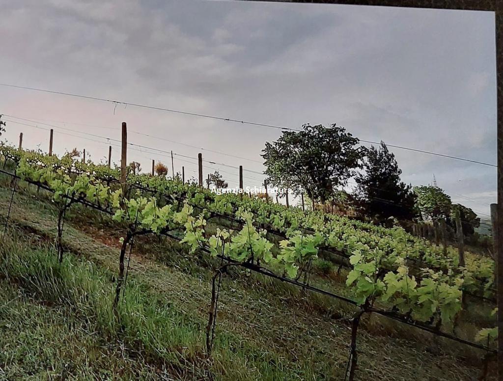 Vendita Terreno Agricolo, Mombaroccio foto