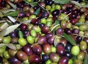 Vendita Altri immobili, Cecina