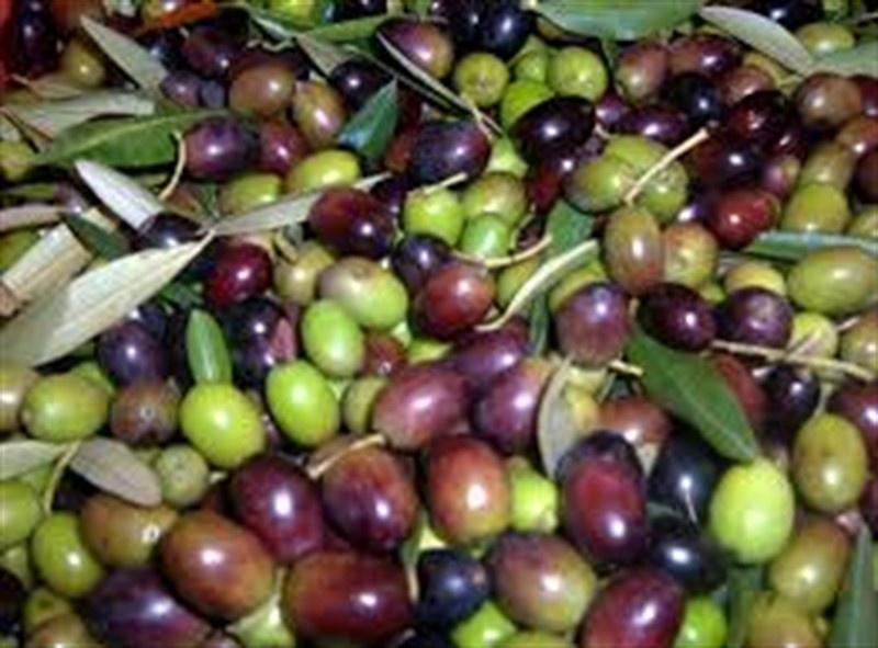 Vendita Altri immobili, Cecina foto