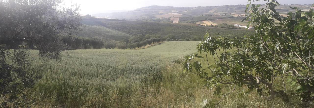 Vendita Terreno, Alanno foto