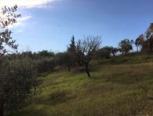 Vendita Terreno, Monsampolo del Tronto Vendita Terreno, Monsampolo del Tronto