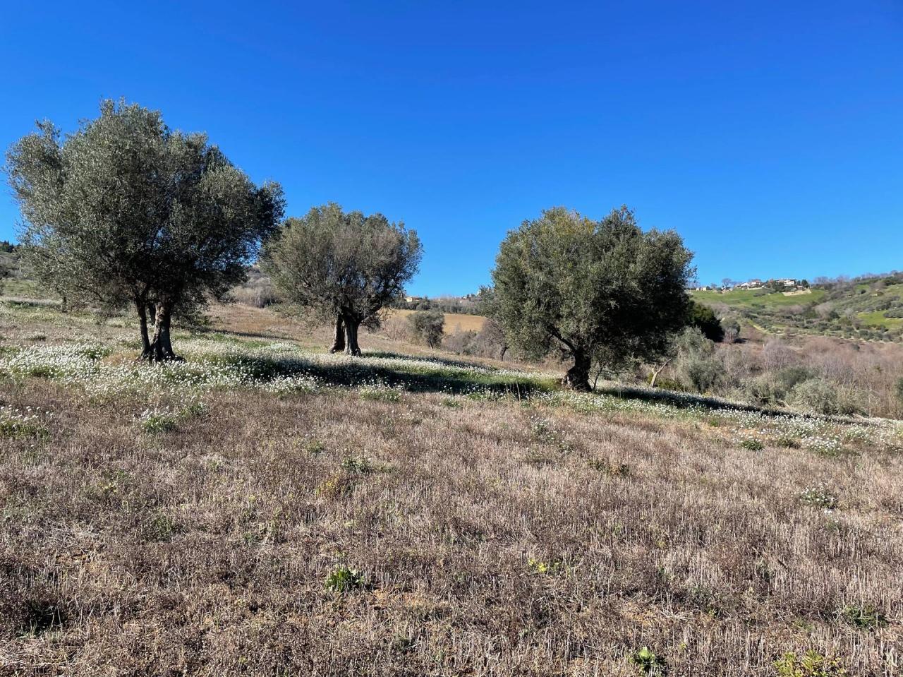 Vendita Terreno, Acquaviva Picena foto