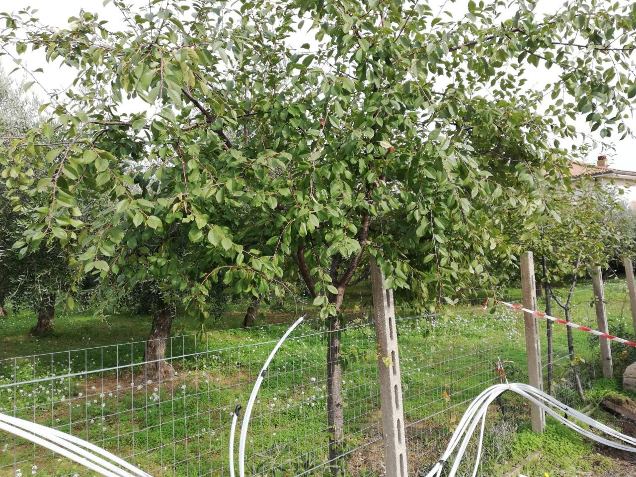 Vendita Terreno, Vasto foto