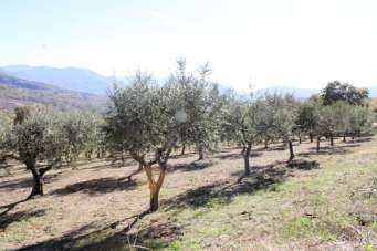 Vendita Rustico, Palmoli