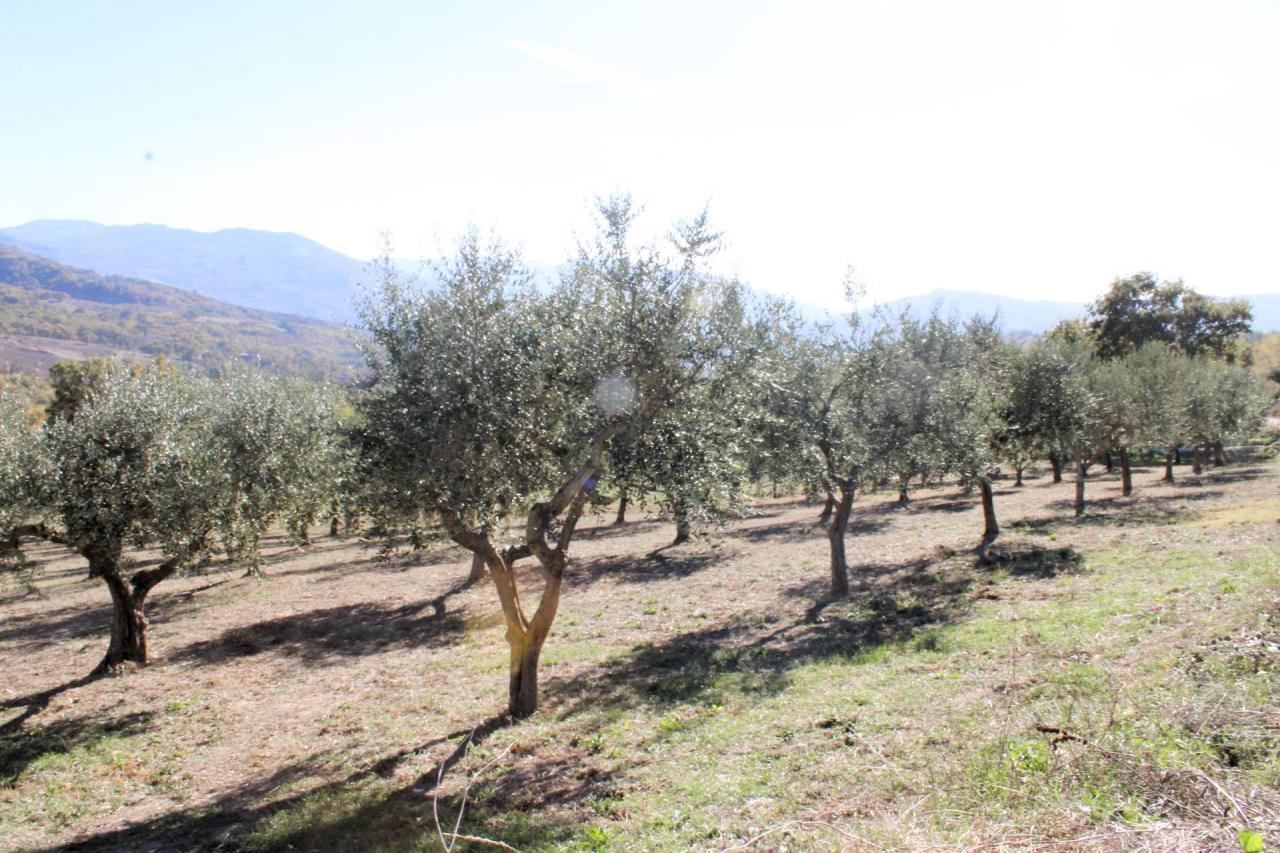 Vendita Rustico, Palmoli foto