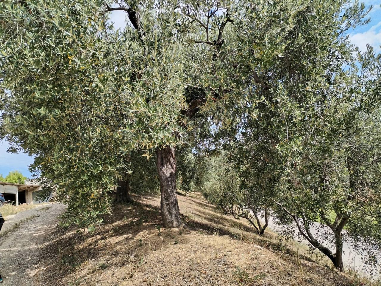 Vendita Rustico, Monteprandone foto