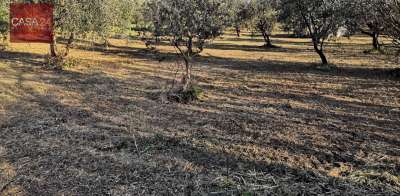 Vendita Terreno, Cori Vendita Terreno, Cori