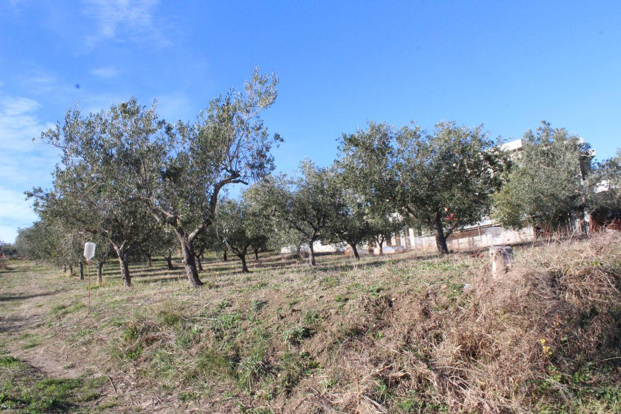 Vendita Terreno, Cupello foto