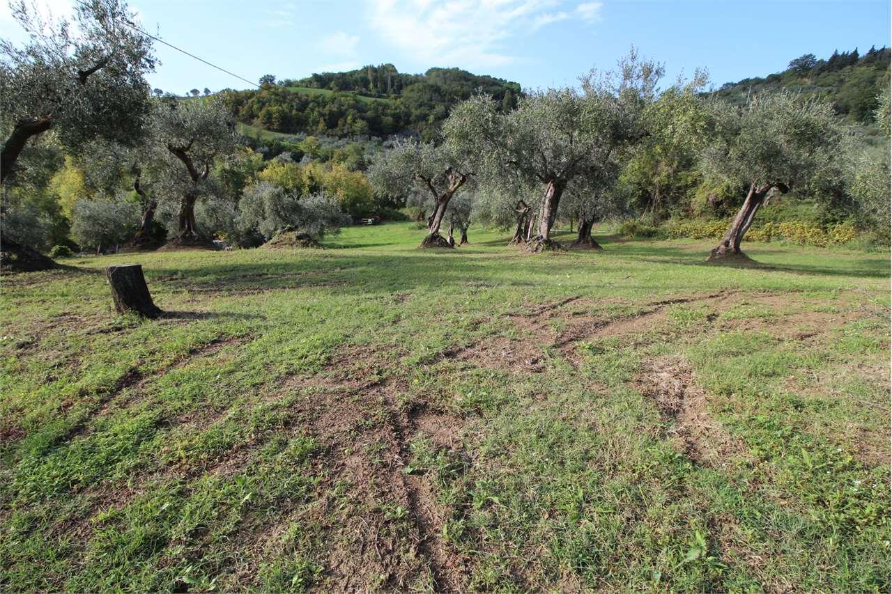 Vendita vendita, Montegridolfo foto