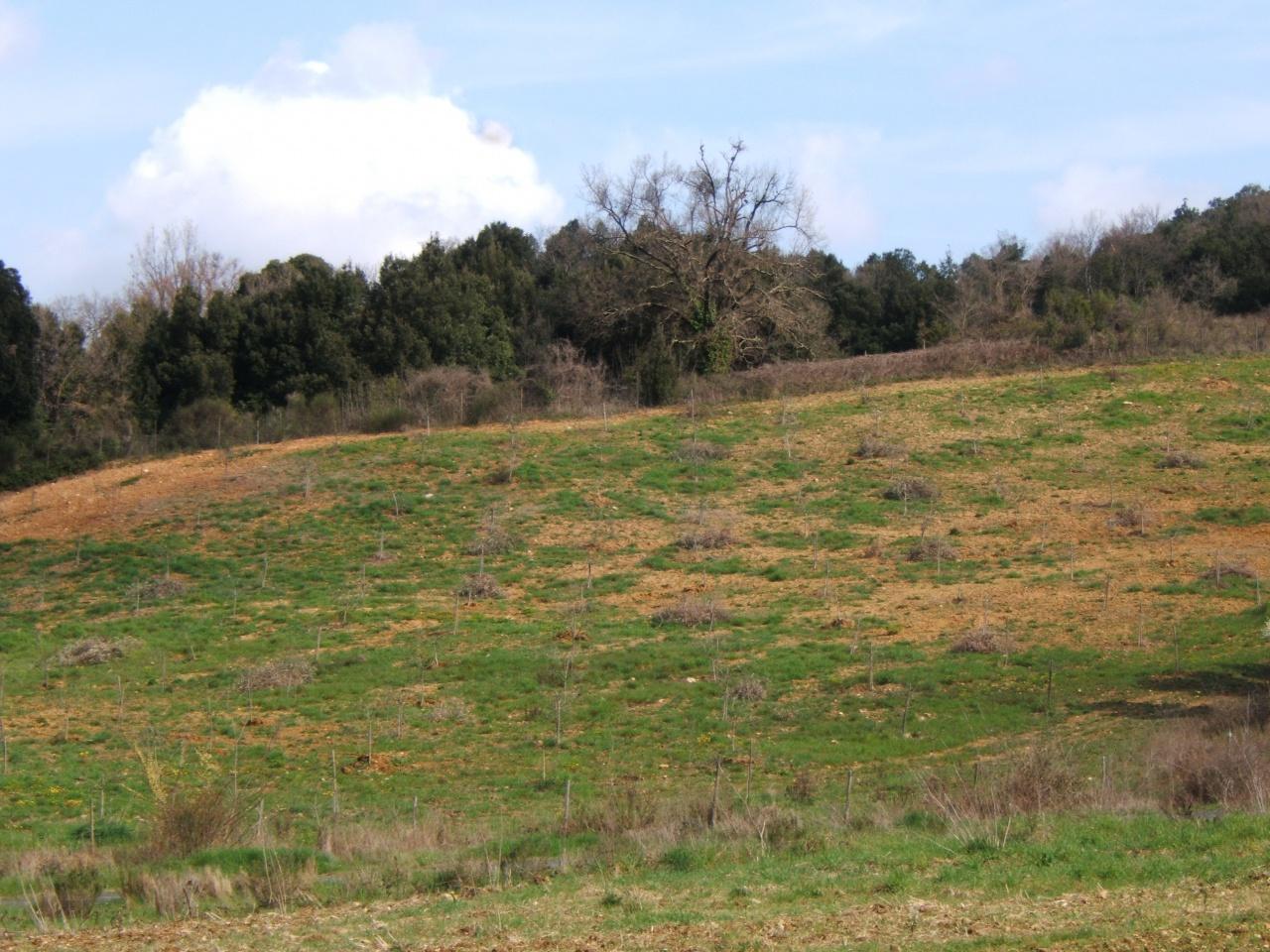 Vendita Trivani, Montescudaio foto