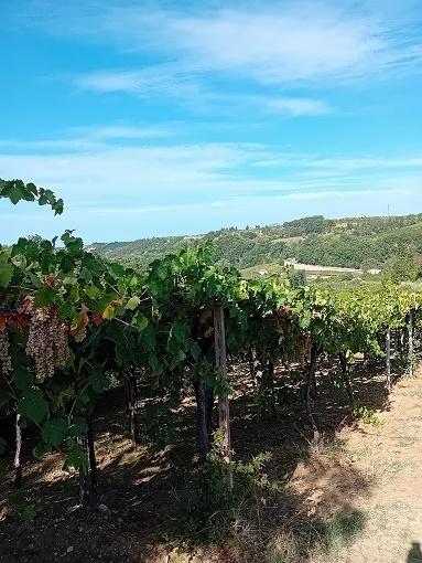 Vendita Monovano, Tollo foto