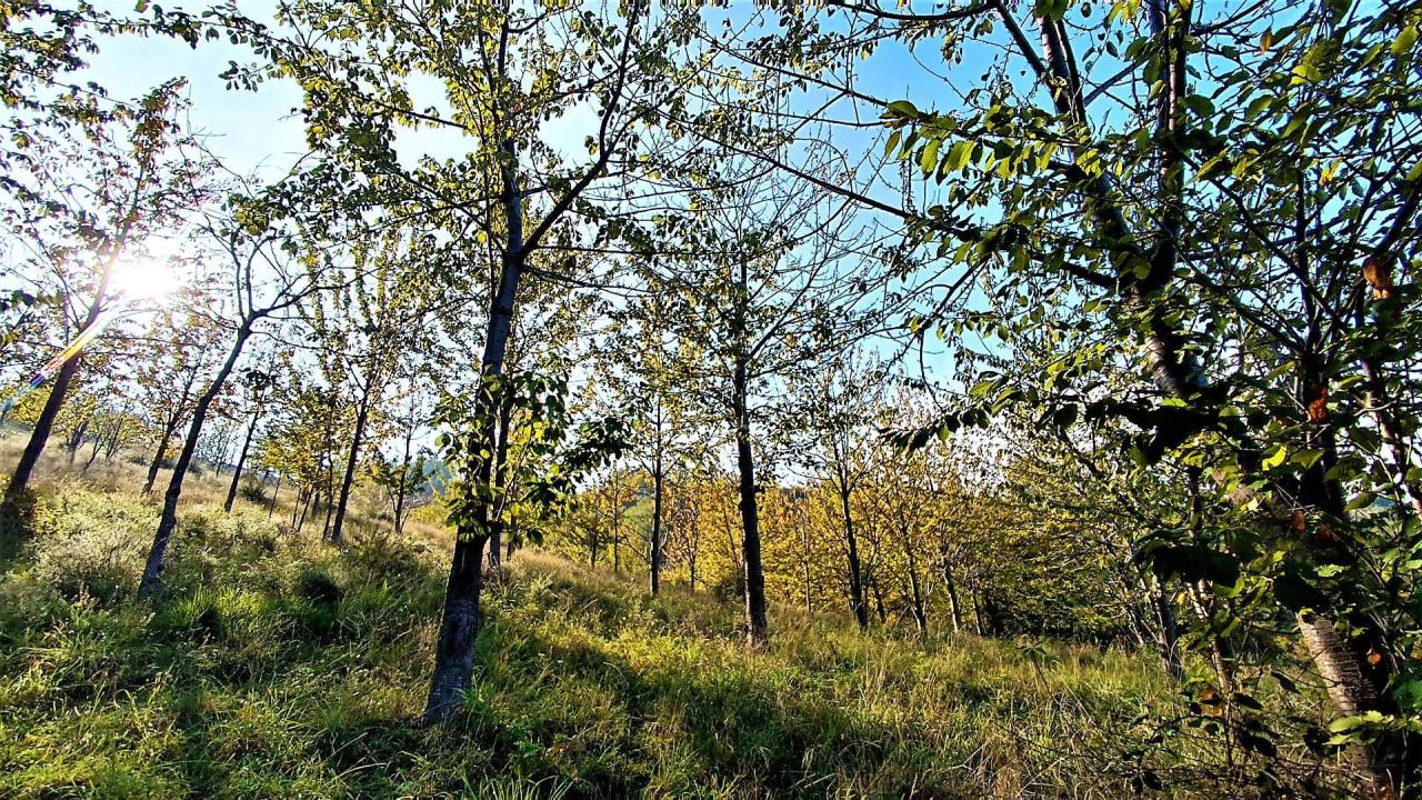 Sale Rustico, Massignano foto