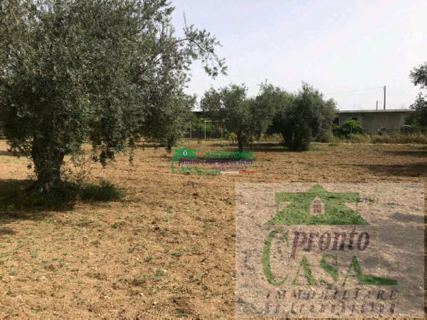 Vendita Terreno Agricolo, Comiso foto