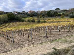 Vendita Terreni, Montepulciano