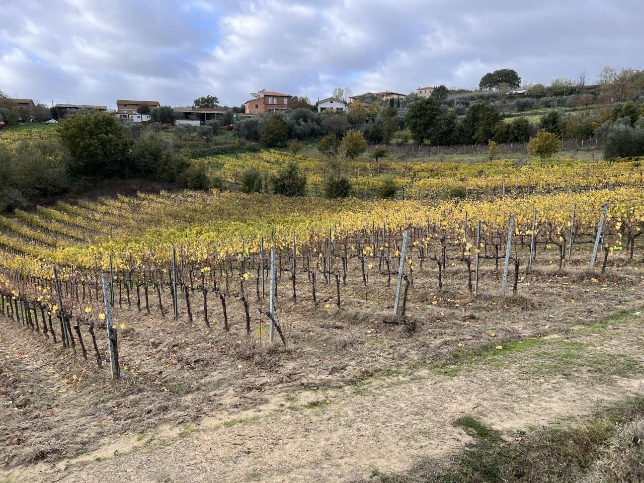 Vendita Terreni, Montepulciano foto
