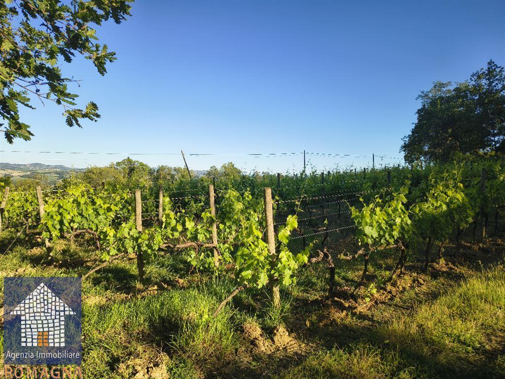 Vendita Terreno Agricolo, Forli Vendita Terreno Agricolo, Forli foto