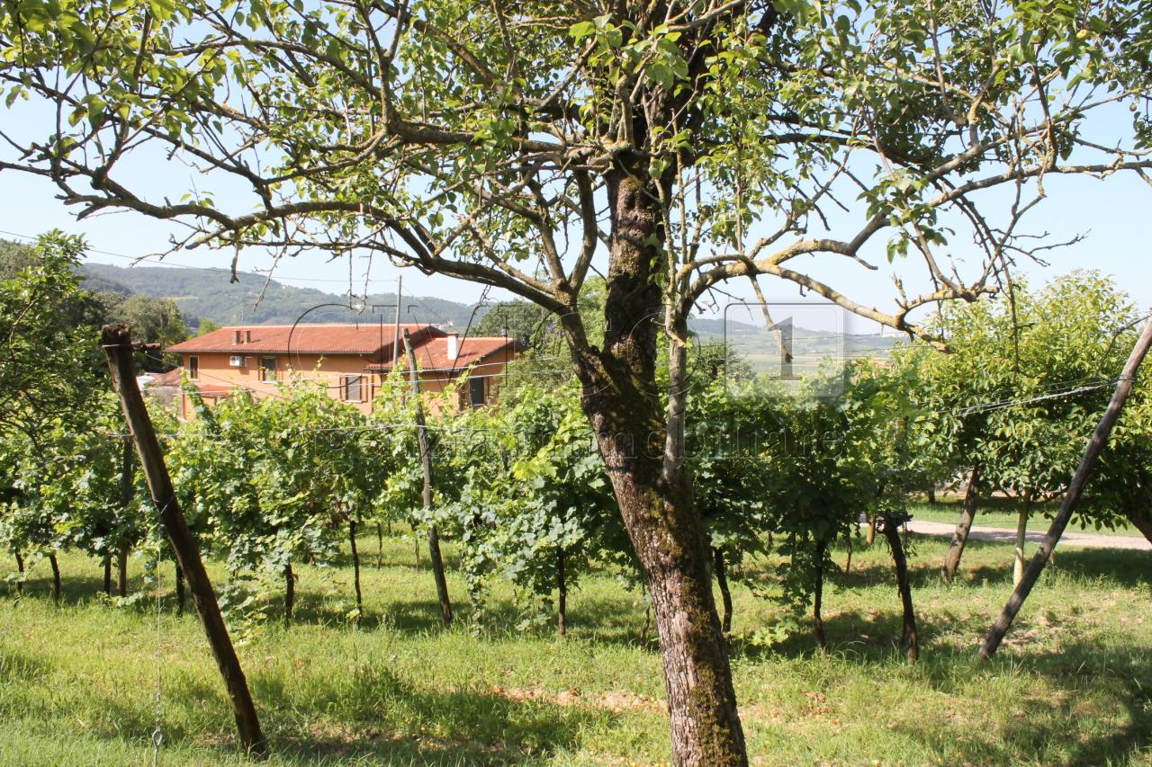 Vendita Multivani, Vicenza Vendita Multivani, Vicenza foto