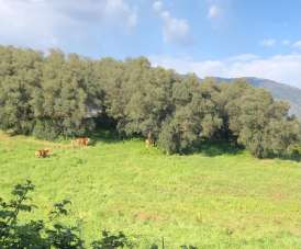 Vendita Terreni, Guidonia Montecelio Vendita Terreni, Guidonia Montecelio