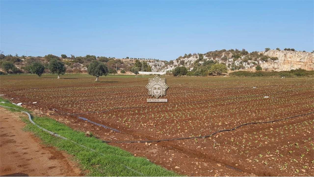 Vendita vendita, Noto foto