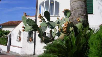 Vendita Bivani, Pietra Ligure Vendita Bivani, Pietra Ligure