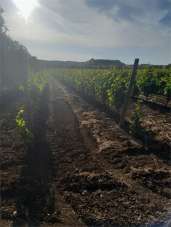 Vendita vendita, Bitonto Vendita vendita, Bitonto