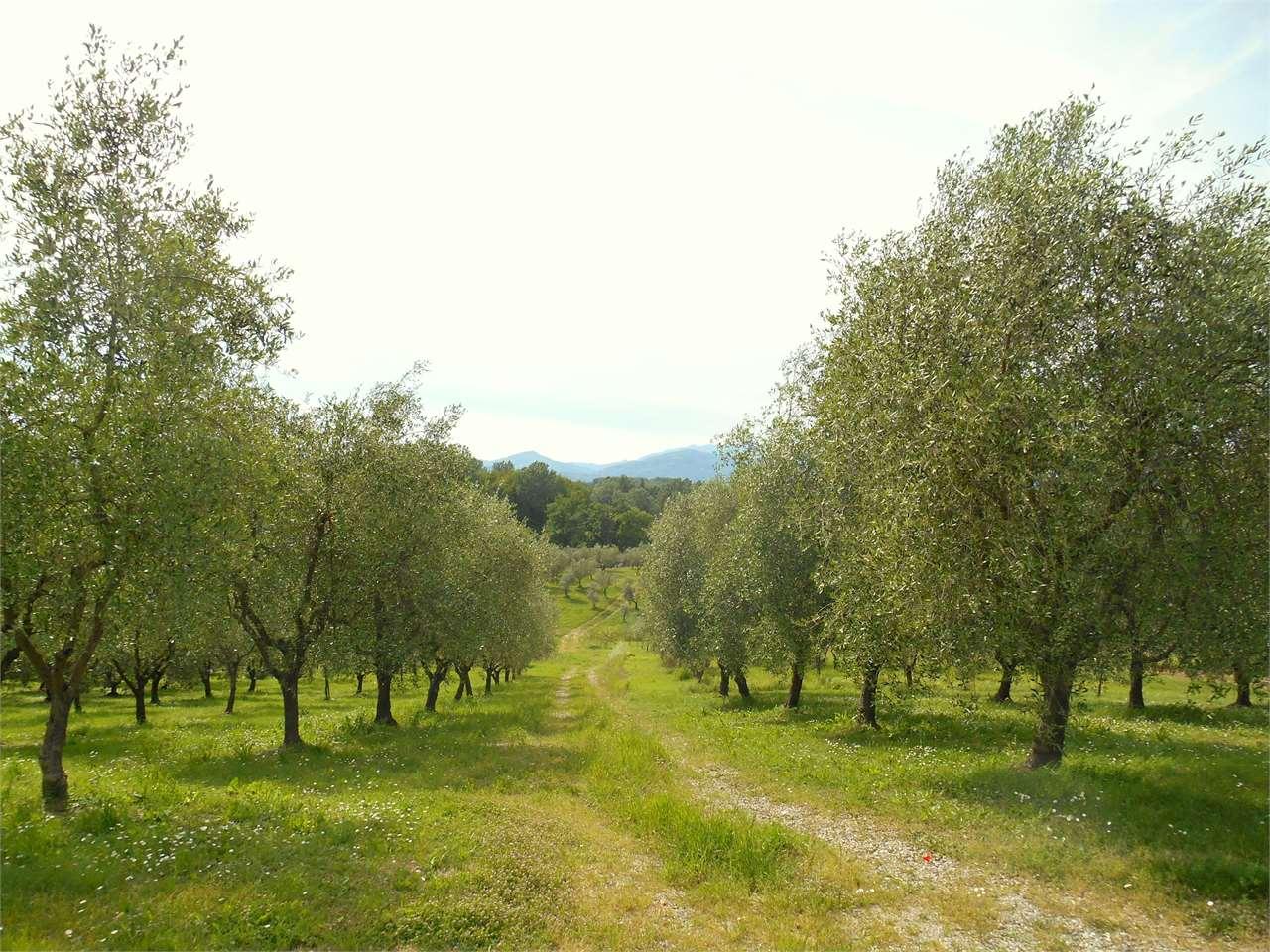 Vendita vendita, Capannori foto