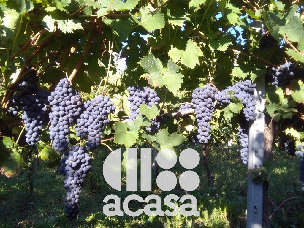 Vendita Terreno Agricolo, Cesena foto