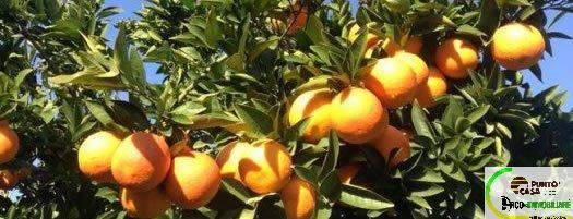 Vendita Terreno Agricolo, Campofelice di Roccella foto