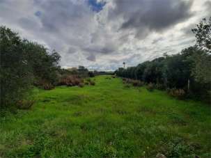 Venta vendita, Marsala