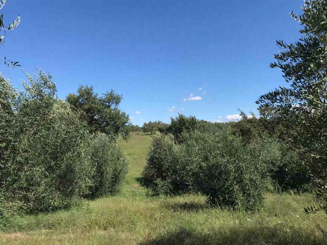 Vendita Altri immobili, Sorano foto