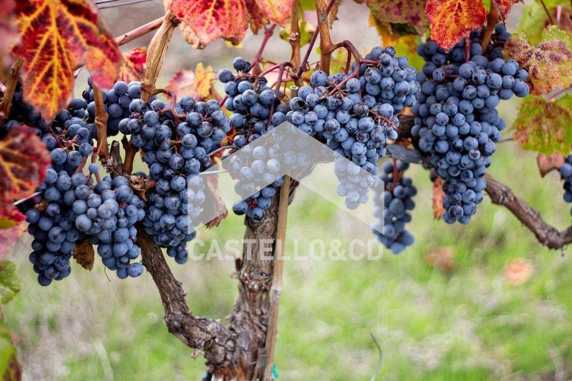 Vendita Terreno Agricolo, Polpenazze del Garda foto