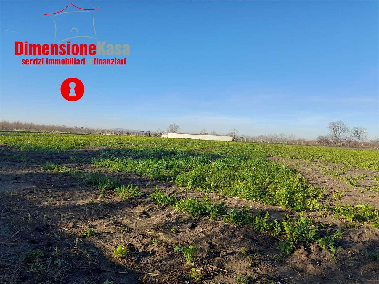 Vendita vendita, Nola foto