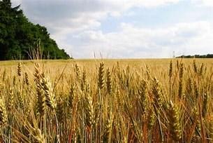 Vendita Terreno Agricolo, Montelabbate foto