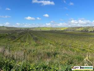 Vendita Terreno Agricolo, Castelvetrano