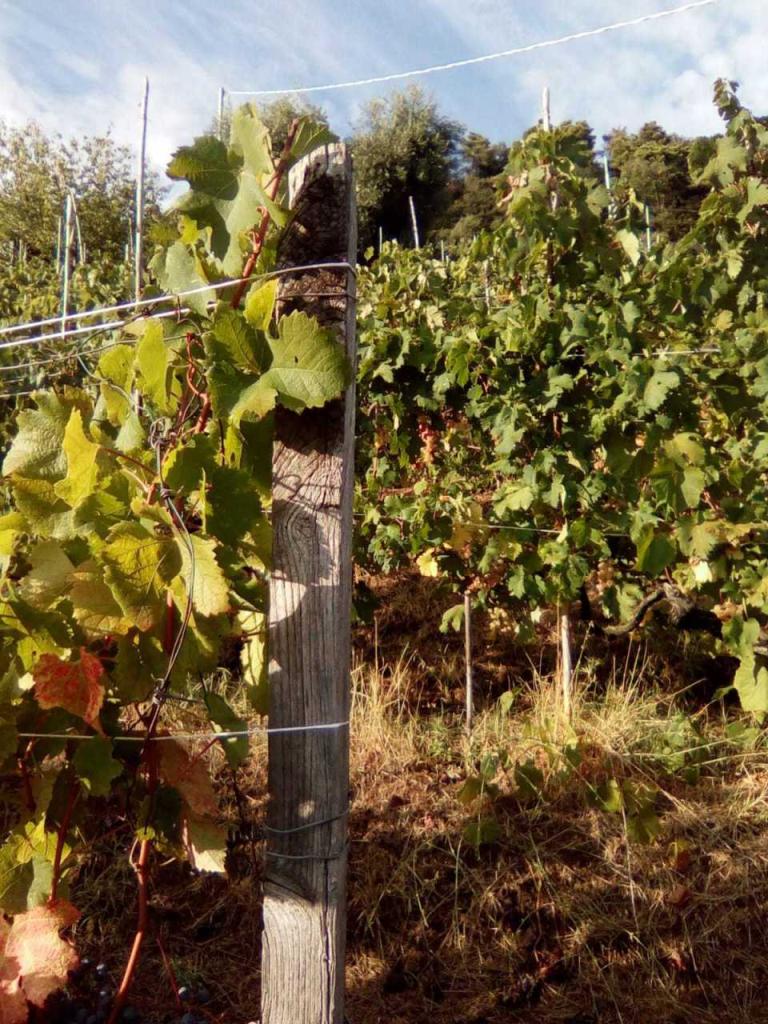 Vendita Terreni, Massa foto