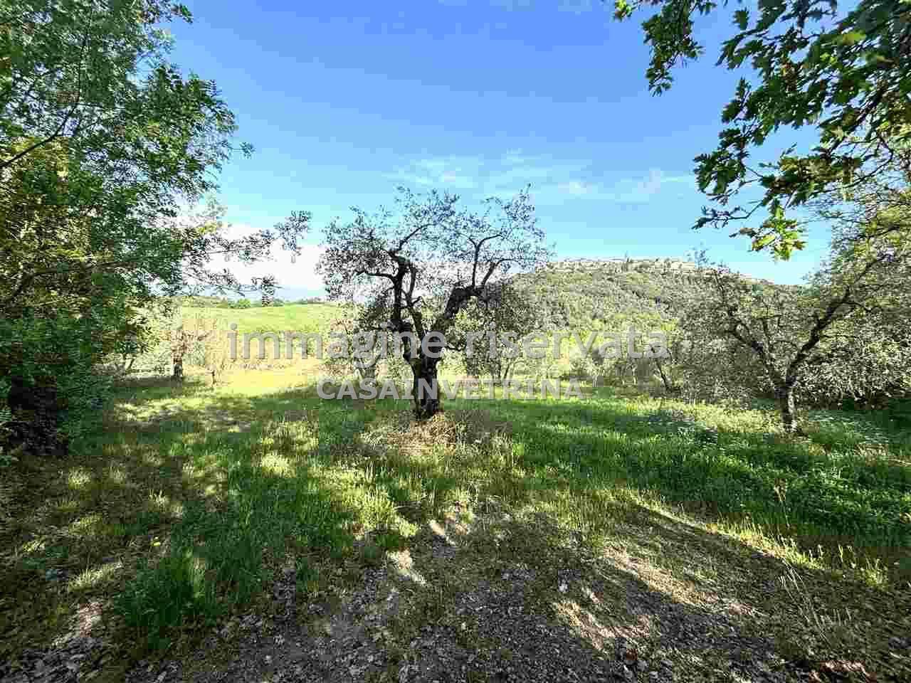 Vendita Attività commerciale, Campagnatico foto