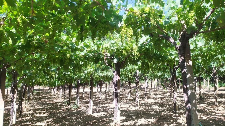 Vendita Terreni, Miglianico foto